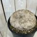 . корень растения стерео faniaerektaφ12~15cm лампочка не departure корень горшок имеется особь C( особь случайный 1 горшок )ko- Dex салон садоводство модный симпатичный симпатичный 