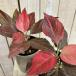  декоративное растение UGG laonema красный Bay n4 номер длинный горшок ( особь случайный 1 горшок ) интерьер зеленый салон садоводство модный симпатичный симпатичный 