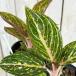  декоративное растение UGG laonema Gold пудра 3.5 номер pot ( особь случайный 1 горшок ) интерьер зеленый салон садоводство модный симпатичный симпатичный 