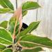  декоративное растение UGG laonema носорог ampoichom Pooh 3 номер твердость pot ( особь случайный 1 горшок ) интерьер зеленый салон садоводство модный симпатичный симпатичный 