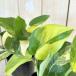  декоративное растение s gold dap подвеска Jade satin Varie ga-ta3 номер длинный pot ( особь случайный 1 горшок ) интерьер салон модный симпатичный симпатичный 
