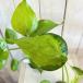  декоративное растение arokasiakklata banana sp крышка 2.5 номер pot ( особь случайный 1 горшок ) интерьер салон модный симпатичный симпатичный 