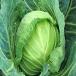 [ производство земля тщательно отобранный ] большой шар капуста 1 коробка 6 шар ~8 шар L~3L размер примерно 10kg и больше 