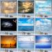 �^�y�X�g���[ �o���R�j�[���i �k�����뉀 �ԕ� ���[�Y �A�� ���R�i�F �Ǌ|�� �唻 ���A���v�����g �C���e���A �^�y�X�g���[ �I�V���� �z�|�X�^�[ ���@�\