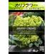 西洋野菜種子 カリフラワー ロマネスコプレコス (サンゴ型) ×3袋【送料無料】 [Life with Green]