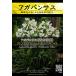 宿根草種子 アガパンサス ヘッドボーン ホワイト [Life with Green]