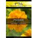宿根草種子 ゲウム チロエンセ レディストラセデン [Life with Green]