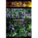 宿根草種子 PRO-SEEDS クレマチス インテグリフォリア [Life with Green]