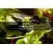 簡易包装版 西洋野菜種子 レタス 13種ミックス [ 直売限定 ][Life with Green]
