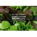 簡易包装版 西洋野菜種子 メスクランサラダ用 葉菜13種ミックス [ 直売限定 ][Life with Green]
