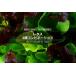 簡易包装版 西洋野菜種子 レタス 2種コンビネーション [ 直売限定 ][Life with Green]