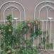  шпалера железный забор 1 листов высота 220cm C&amp;J( АО ) встроен садоводство роза .... растения глаз ... модный двор ..... постановка 