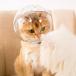  кошка космос headgear кошка намордник домашнее животное кусание есть предотвращение .. еда . предотвращение царапина облизывание предотвращение царапина . защита . после товары для домашних животных повреждение избежать 4 сезон двоякое применение 