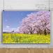 Qinunipoto фотография фотосъемка для весна синий пустой Sakura .. цветок фон ткань 1.5m x 1m товар фотосъемка ткань фотография фотосъемка фон Япония декорации японский стиль фотосъемка для инструмент сырой .