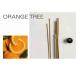  in чувство INCENSE KOREAN FLAVOR аромат (ORANGE TREE)[ замена * возвращенние товара не возможно ]
