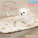 bebenuvo �y�b�g�x�b�h �N�b�V���� �� �L �y�b�g �}�b�g �x�b�g ���p �L�p ���^�p �y�b�g�p �x�b�h �y�b�g�x�b�g �y�b�g�N�b�V���� �ӂ��ӂ� �������