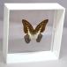  butterfly. specimen mi Nami mika door ge is G.eurypylus white frame chou butterfly papiyon