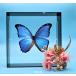 ���̕W�{�@�f�B�f�B�E�X�����t�H�@M.didius�@ �u���b�N�t���[���@�@�`���E�@�o�^�t���C�@�p�s���� �֘A�摜1