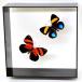  butterfly. specimen uz Makita te is Callicore 2 head black frame chou butterfly papiyon