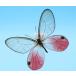 ���̕W�{�@�X�J�V�W���m��    Cithaerias 2���@�z���C�g�t���[���@�@�`���E�@�o�^�t���C�@�p�s���� �֘A�摜2