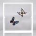  butterfly. specimen corbicula vertical is 2 head set white frame chou butterfly papiyon