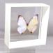  butterfly. specimen srukou ski morufoM.sulkowskyi white frame chou butterfly papiyon