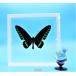 ���̕W�{�@�I�I�A�J�G���g���o�l�A�Q�n T.trojana�@�z���C�g�t���[���@�@�`���E�@�o�^�t���C�@�p�s���� �֘A�摜4
