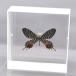  butterfly. specimen wrinkle rear ge is B.lidderdalii white frame chou butterfly papiyon