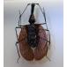 �����̕W�{�@�o�C�I�������V�@M.phyllodes ���C�g�t���[�� �֘A�摜4