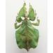 �����̕W�{�@�R�m�n���V�@Phyllium pulchrifolium�@�A�N�����t���[���@�X�P���g�� �֘A�摜4