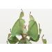 �����̕W�{�@�R�m�n���V�@Phyllium pulchrifolium�@�A�N�����t���[���@�X�P���g�� �֘A�摜5