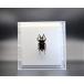  insect. specimen nijiiro stag beetle P.muelleri acrylic fiber frame skeleton 