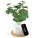 �� Clover �t�F�C�N�O���[�� �~�j �ʔ� �ϗt�A�� �t�F�C�N �� ������ ct�G�} �l�H�ϗt�A�� �l�H�A�� ���L �R�� �h�� �A�[�e�B�t�B�V�����O