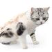 * кошка * L размер * кошка . после одежда ya001 кошка . после одежда одежда .. царапина облизывание предотвращение рука . после ветеринарный воротник. замена европейская одежда одежда . после одежда кожа защита 