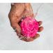 LUSH ���[�Y�W���� �o�u�����[�� �o�u���o�[ �A���C ������  �v�`�M�t�g �[���j�E��  ���킢��   �v���[���g ���b�V�� ���� �֘A�摜1