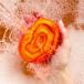LUSH �u���C�g�T�C�h �o�u���o�[ �A���C ������   �v�`�M�t�g �V�g���X �t���[�e�B  ���킢�� ���R�h  �v���[���g ���b�V�� ���� �֘A�摜2