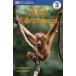 Ape Adventures (Paperback)