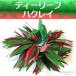 �t�� �u���X���b�g �e�B�[���[�t T���[�t �N�y�G �_�u�� �����Ղ�{�����[�� ���炩���[�t 18cm�`25cm