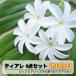 �e�B�A�� 10cm �w�A�A�N�Z �s�b�N �^�q�`�A���_���X �w�A�N���b�v �ߑ� �n���C�A�� �|���l�V�A�� �n���C�y�Y �C���e���A �C�O�E�G�f�B���O