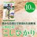 長野県産 長野 こしひかり 10kg(5kg×2袋)  白米 通販 豊かな自然で育まれた美味しいお米