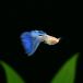 местного производства Guppy RREA аквамарин neon tail топаз 5 пара ( взрослый )[ популярный a рубин no]