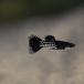  местного производства Guppy black metallic ru гонки 1 пара ( взрослый )[ популярный гонки серия товар вид ]