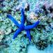  морская вода живое существо hitote голубой hitote10cm± 1 шт [ великолепный голубой ][ коралл аквариум .]