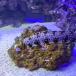  морская рыба utsubokmoutsubo10-15cm± 1 шт [ крепкий ......][ прекрасный узор ]