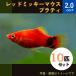 (熱帯魚・カダヤシ・メダカ)レッドミッキーマウスプラティ　１０匹
