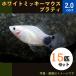 (熱帯魚・カダヤシ・メダカ)ホワイトミッキーマウスプラティ　２０匹