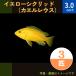 (熱帯魚・アフリカンシクリッド)イエローシクリッド（カエルレウス） SMサイズ　１０匹