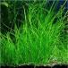 (水草)バリスネリア・ナナ（５株）