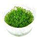 (Tropica・水草) 　キューバ・パールグラス　１・２・grow！(tropicaトロピカ)　1カップ