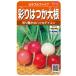 sakata. tane real . vegetable 5370 colorful five .. is .. daikon radish 00925370